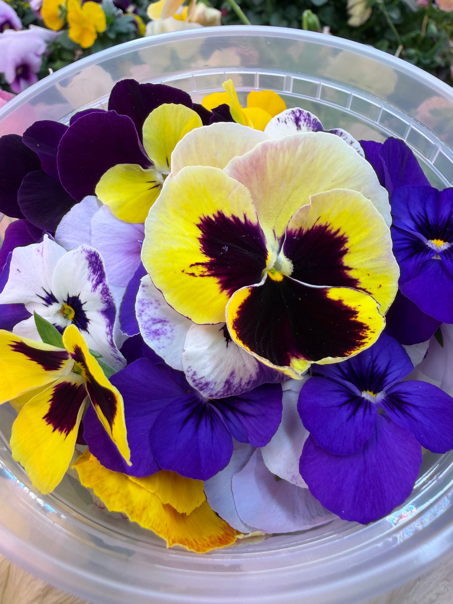 Edible Pansies, Assorted (25 Pack)