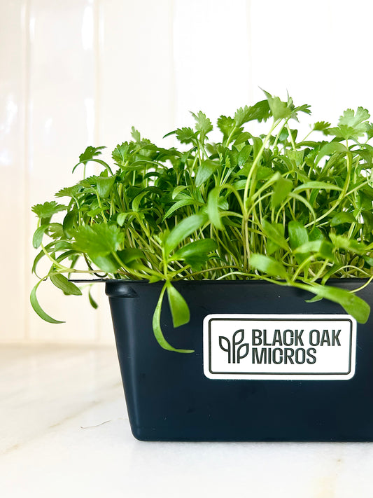 Organic Cilantro Micros (Live ⅛ Container)